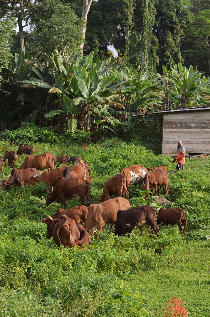 41 Interesting Facts about Equatorial Guinea